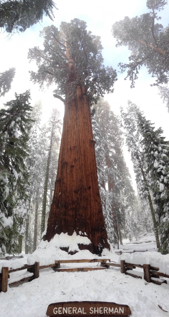 City guide Californie latelierdal Sequoia national park