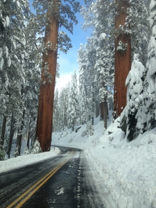 Sequoia National Park Latelierdal blog mode et voyage